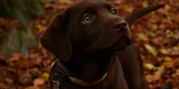 Le razze di cani più intelligenti al mondo: quali sono e cosa le rende speciali