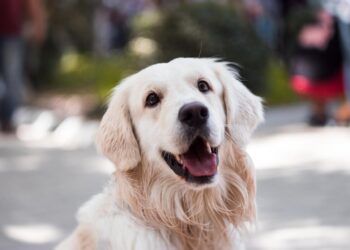 Le razze di cani più intelligenti al mondo: quali sono e cosa le rende speciali
