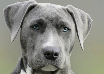 Cosa succede se il cane mangia una lucertola? Sintomi, rischi e consigli utili