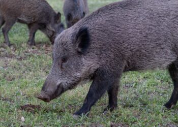 Riforma della caccia: il governo cambia le regole su armi, giorni e cinghiali abbattuti