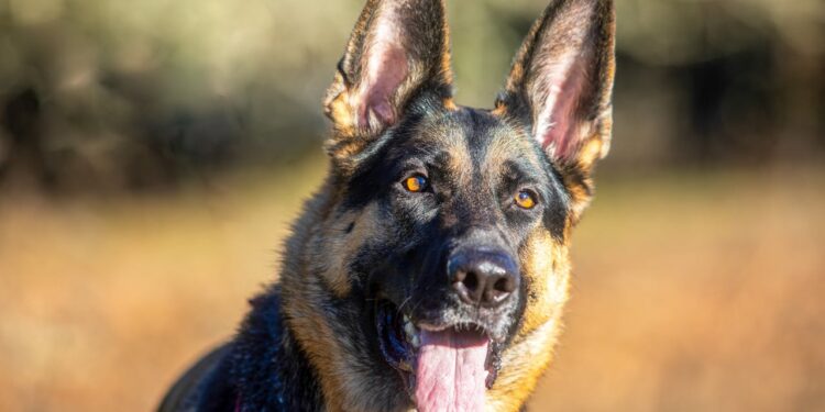Cani “difficili”, arriva il patentino obbligatorio: 27 le razze coinvolte