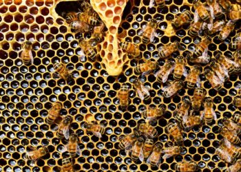 Giornata mondiale delle api: fondamentali per l’ambiente, essenziali per l’uomo. Ecco perchè