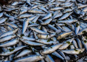 Richiamo alimentare per lotto di sardine: livelli di istamina oltre i limiti, scatta l’allerta del Ministero