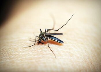 Virus West Nile, 7 nuovi casi nel Lazio. La Regione estende le misure di emergenza