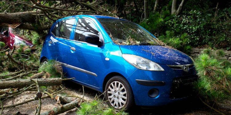 Tempesta di vento nel Trevigiano: decine di interventi dei Vigili del Fuoco, alberi sradicati
