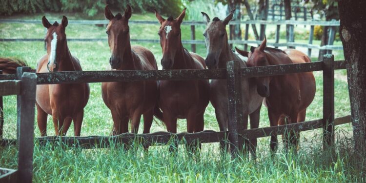 Alba, cavalli in fuga corrono tra le vie del centro: inseguimento serale tra stupore e video virali