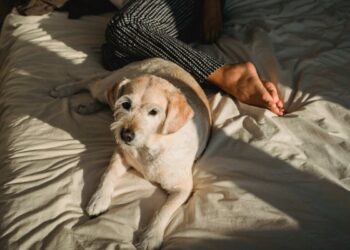 Il tuo cane dorme ai piedi del letto? Il motivo è più profondo di quanto pensi