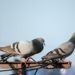 Piccioni biodroni per la sorveglianza: la Russia testa i primi uccelli