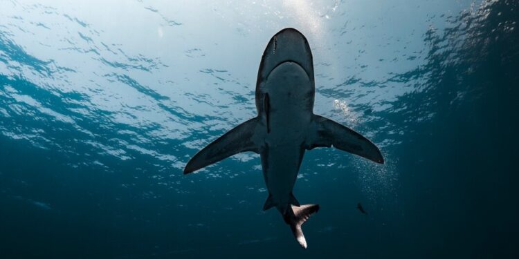 Tragedia in mare: squalo le stacca il braccio, turista americana muore dissanguata tra le onde