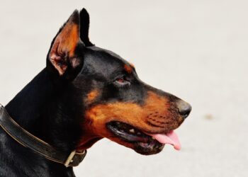 Tragedia in montagna: cane aggredisce e uccide un escursionista