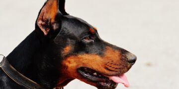 Tragedia in montagna: cane aggredisce e uccide un escursionista