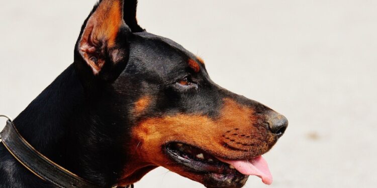 Tragedia in montagna: cane aggredisce e uccide un escursionista