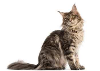 Le razze di gatto più amate del momento sui social: quali stanno conquistando il web