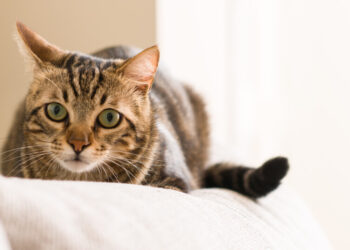 Hai mai visto il tuo gatto fare così? Ecco cosa significa davvero