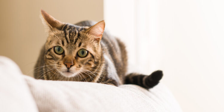 Hai mai visto il tuo gatto fare così? Ecco cosa significa davvero