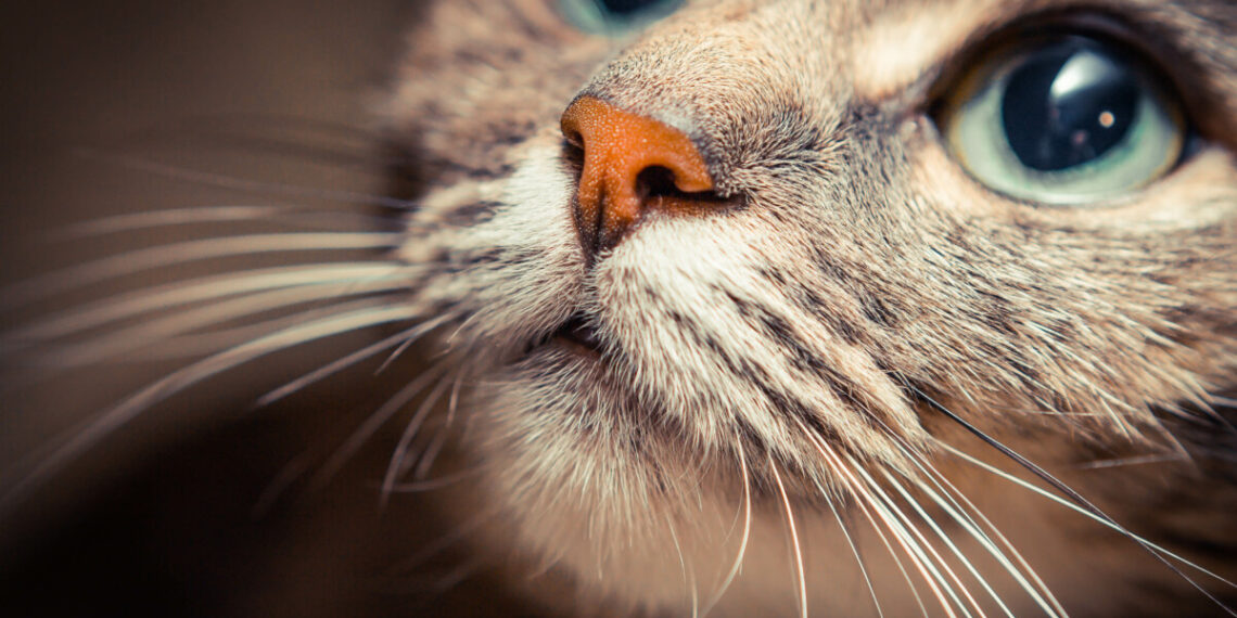 Il tuo gatto ti sta manipolando davvero? Gli scienziati spiegano i comportamenti più inquietanti