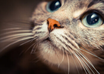 Il tuo gatto ti sta manipolando davvero? Gli scienziati spiegano i comportamenti più inquietanti
