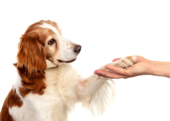 Perché il tuo cane ti segue ovunque: non è solo una questione di affetto
