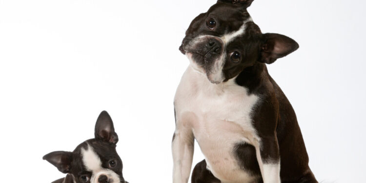 Perché i cani inclinano la testa quando ci ascoltano? La spiegazione della scienza