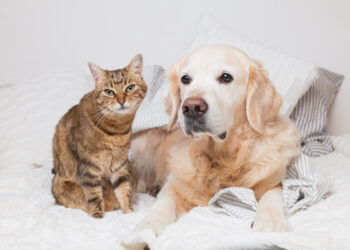 Cani e gatti possono davvero percepire le emozioni umane? Ecco cosa hanno scoperto gli scienziati