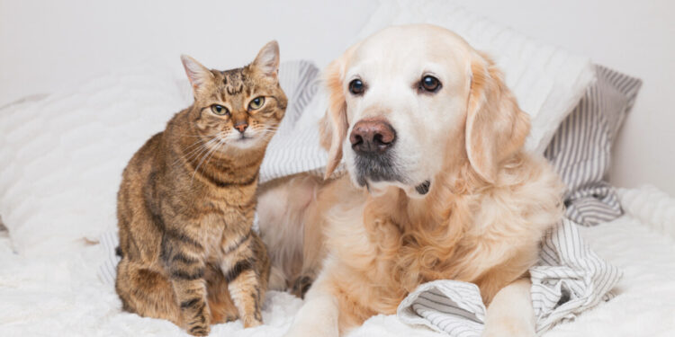Cani e gatti possono davvero percepire le emozioni umane? Ecco cosa hanno scoperto gli scienziati